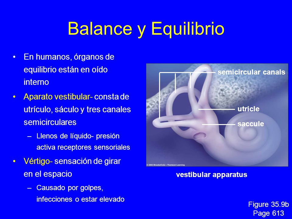 Balance y Equilibrio En humanos, órganos de equilibrio están en oído interno.