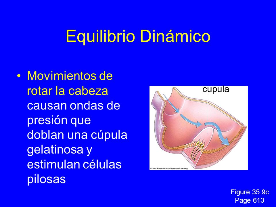 Equilibrio Dinámico Movimientos de rotar la cabeza causan ondas de presión que doblan una cúpula gelatinosa y estimulan células pilosas.