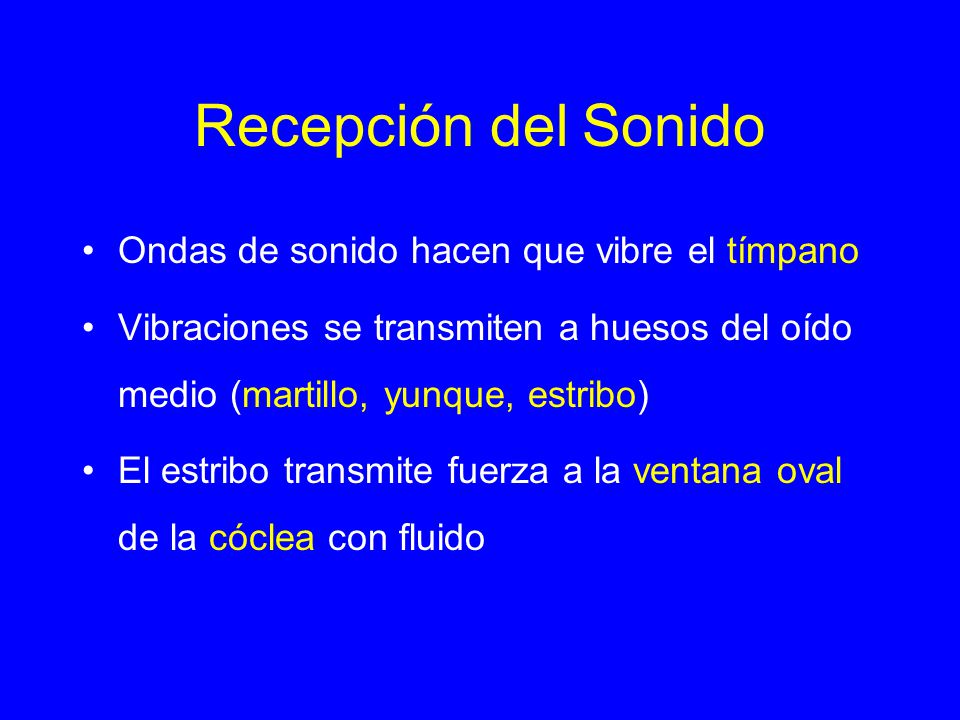 Recepción del Sonido Ondas de sonido hacen que vibre el tímpano