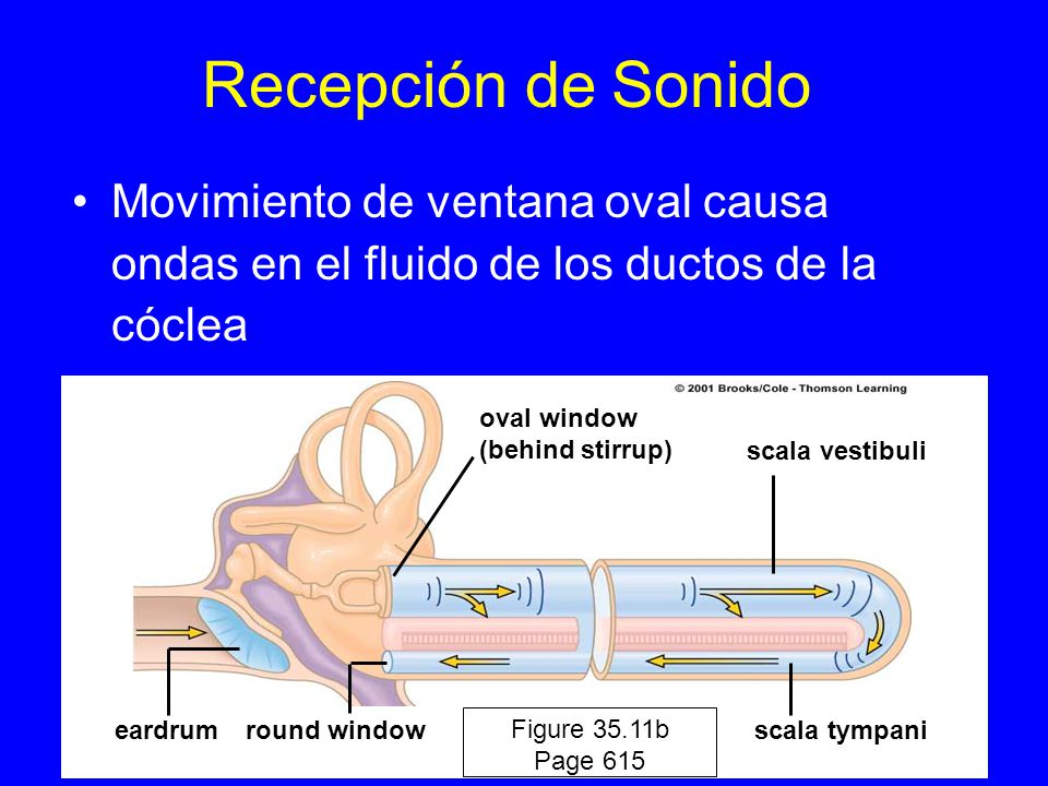 Recepción de Sonido Movimiento de ventana oval causa ondas en el fluido de los ductos de la cóclea.