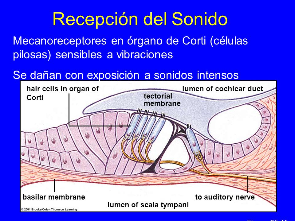 Recepción del Sonido Mecanoreceptores en órgano de Corti (células pilosas) sensibles a vibraciones.