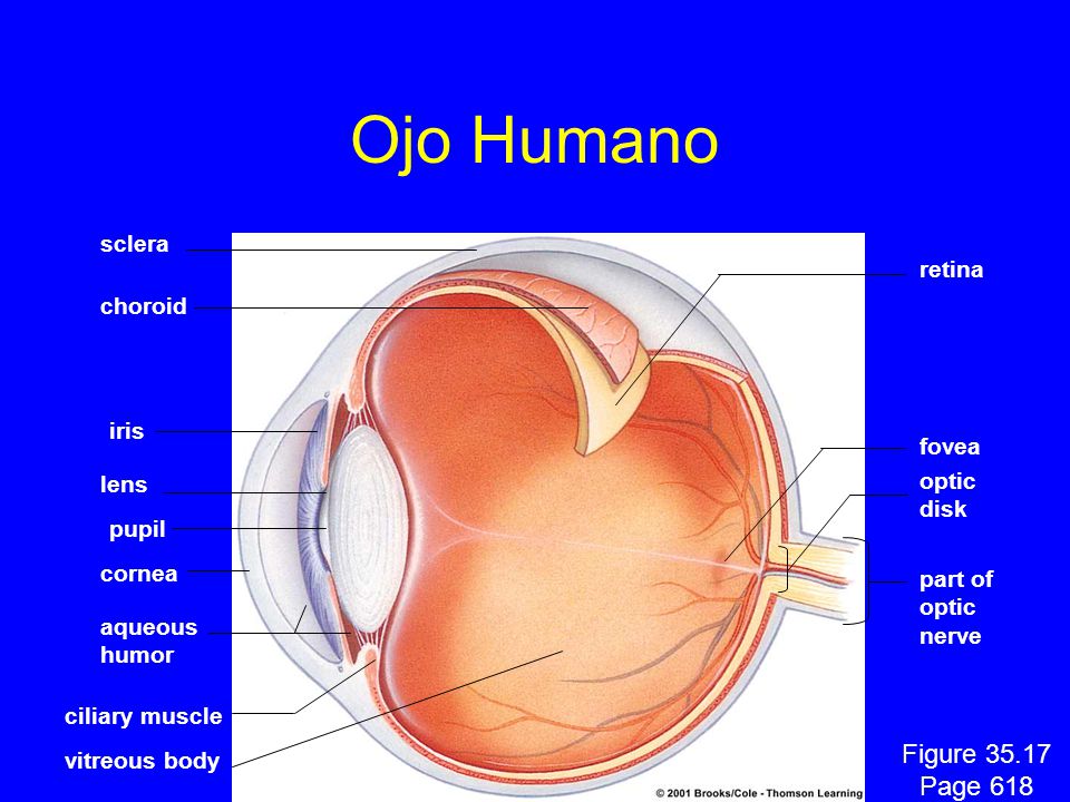 Ojo Humano Figure Page 618 sclera retina choroid iris fovea