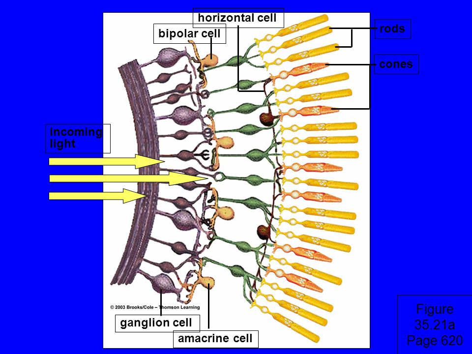 Figure 35.21a Page 620 horizontal cell rods bipolar cell cones