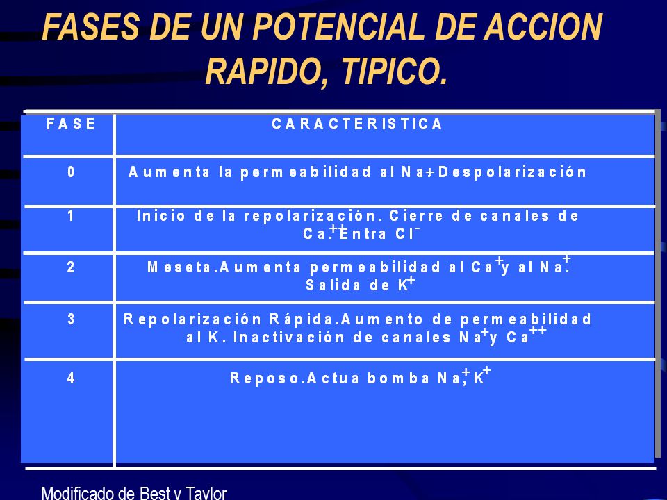 FASES DE UN POTENCIAL DE ACCION