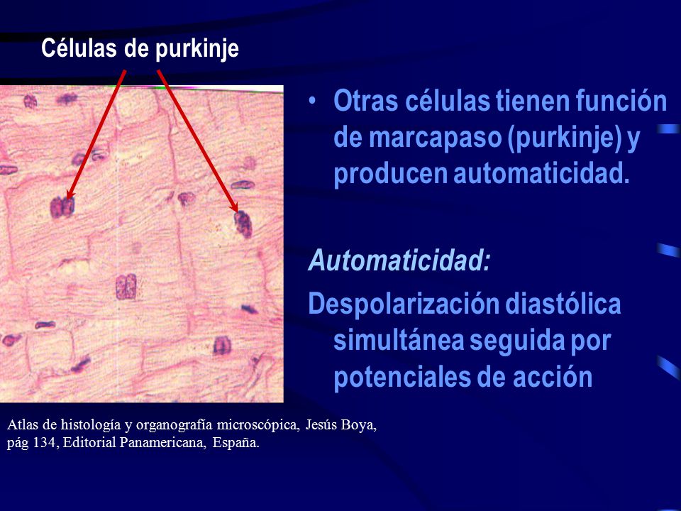 Otras células tienen función de marcapaso (purkinje) y producen automaticidad.