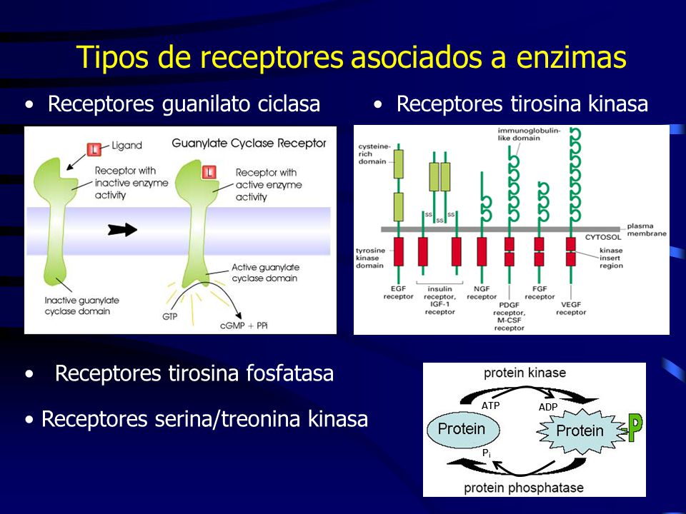 Tipos de receptores asociados a enzimas