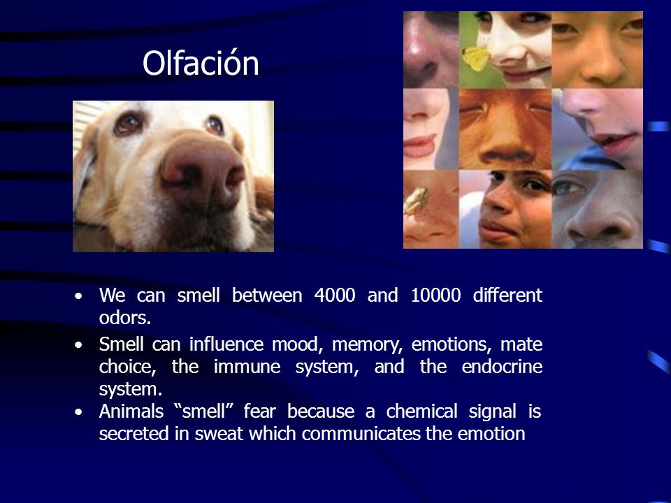 Olfación We can smell between 4000 and different odors.