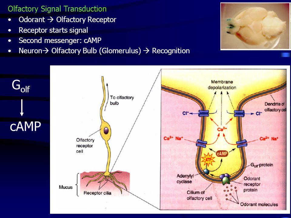 Golf cAMP Olfactory Signal Transduction Odorant  Olfactory Receptor