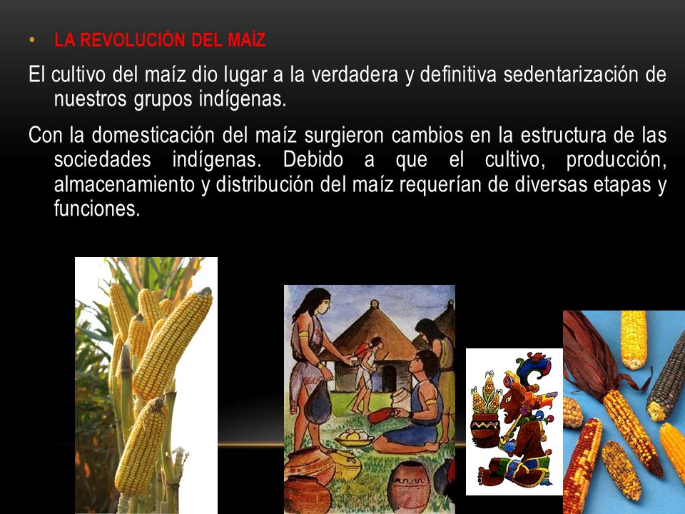 LA REVOLUCIÓN DEL MAÍZ El cultivo del maíz dio lugar a la verdadera y definitiva sedentarización de nuestros grupos indígenas.