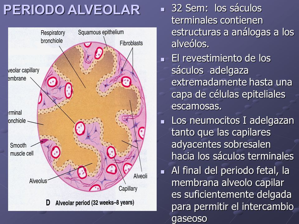32 Sem: los sáculos terminales contienen estructuras a análogas a los alveólos.