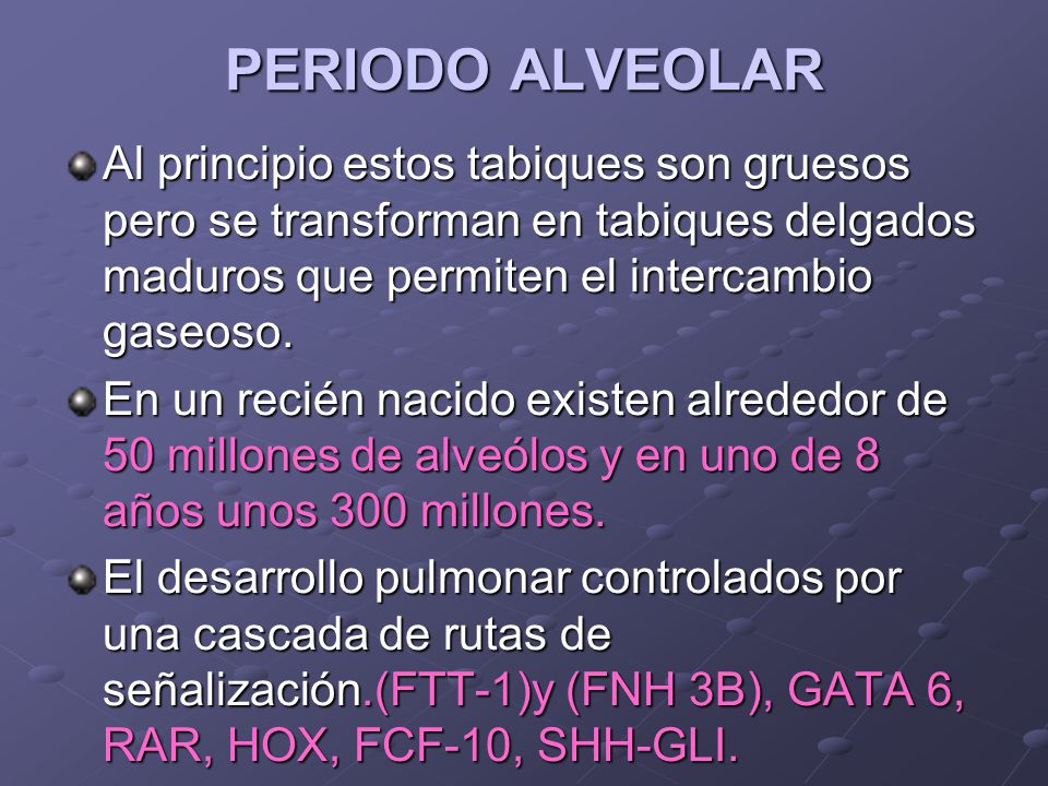 PERIODO ALVEOLAR Al principio estos tabiques son gruesos pero se transforman en tabiques delgados maduros que permiten el intercambio gaseoso.