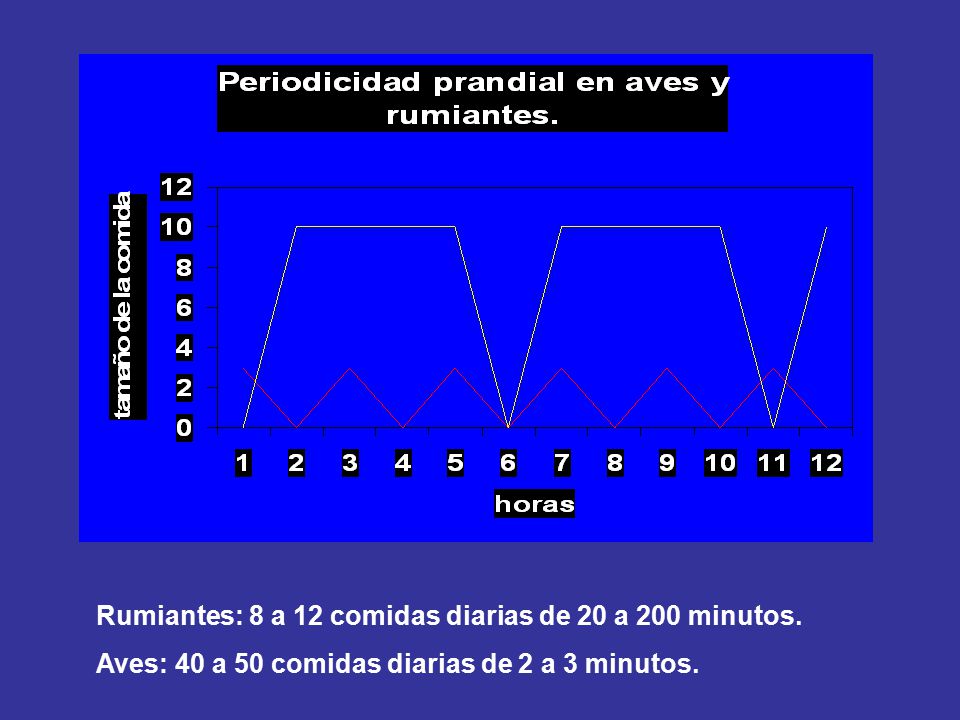 Rumiantes: 8 a 12 comidas diarias de 20 a 200 minutos.