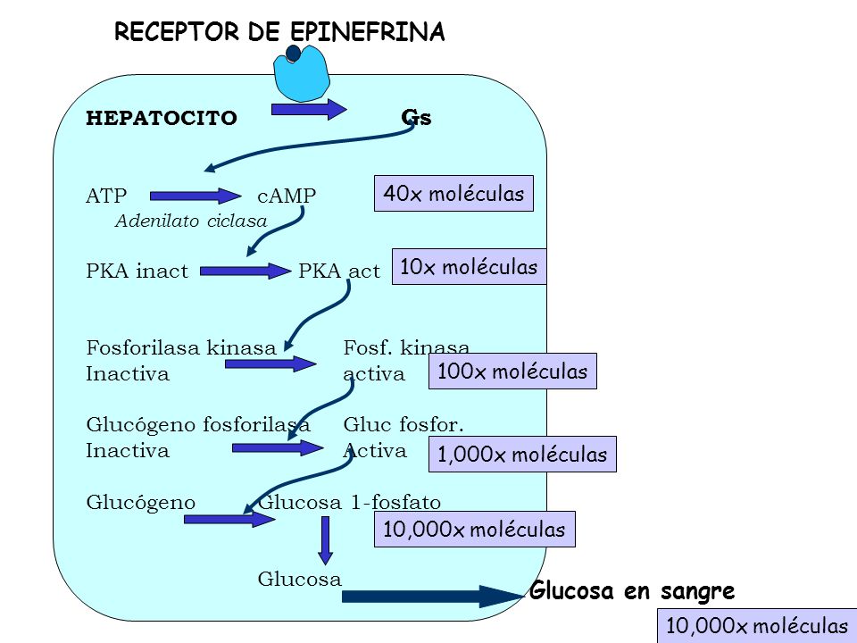 RECEPTOR DE EPINEFRINA