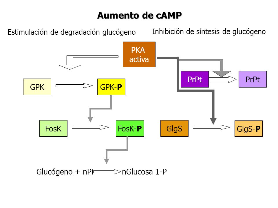 Aumento de cAMP PKA activa PrPt GPK GPK-P FosK FosK-P GlgS GlgS-P