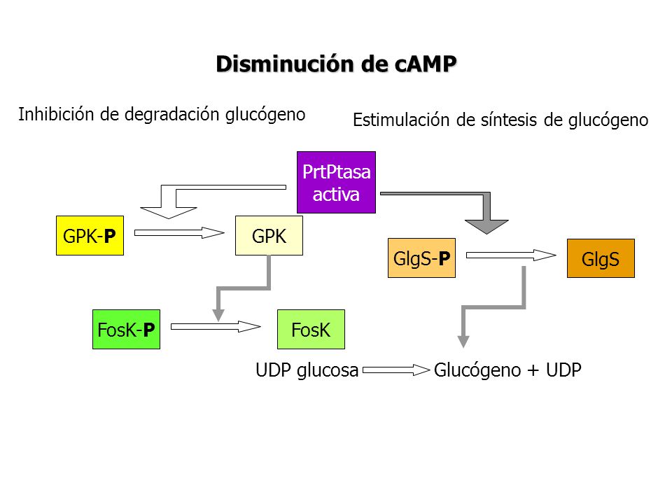 Disminución de cAMP PrtPtasa activa GPK-P GPK GlgS-P GlgS FosK-P FosK