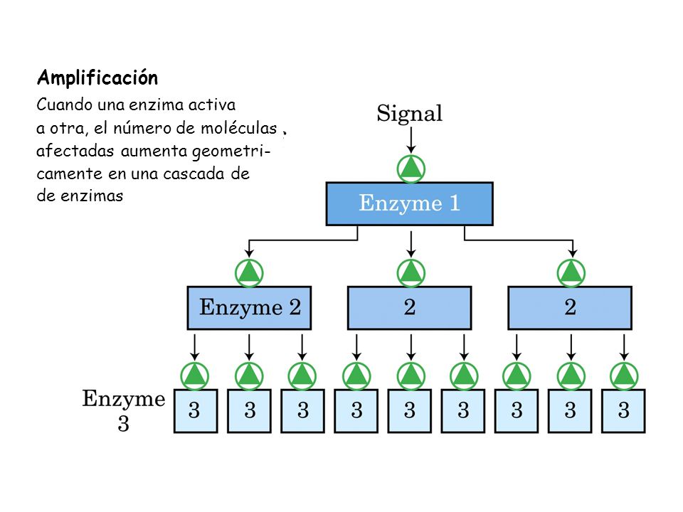 Amplificación Cuando una enzima activa a otra, el número de moléculas