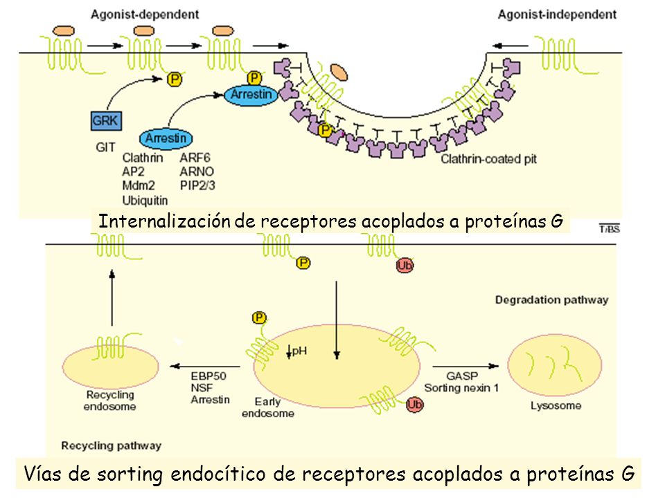 Vías de sorting endocítico de receptores acoplados a proteínas G