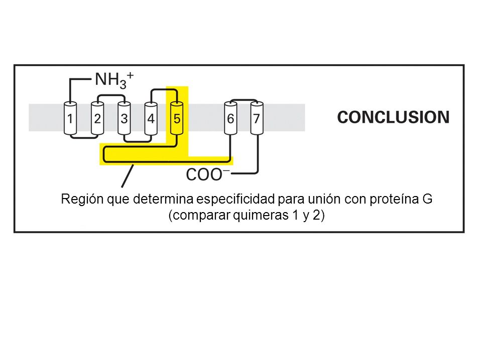 Región que determina especificidad para unión con proteína G (comparar quimeras 1 y 2)
