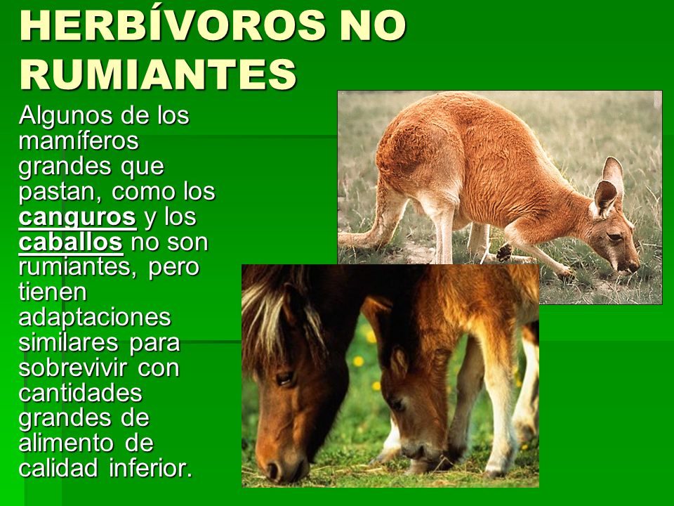HERBÍVOROS NO RUMIANTES