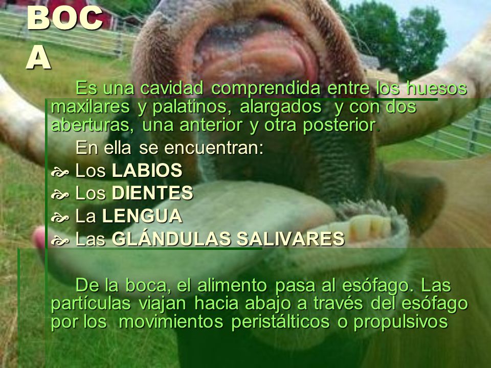 BOCA Es una cavidad comprendida entre los huesos maxilares y palatinos, alargados y con dos aberturas, una anterior y otra posterior.