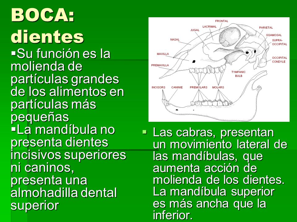 BOCA: dientes Su función es la molienda de partículas grandes de los alimentos en partículas más pequeñas