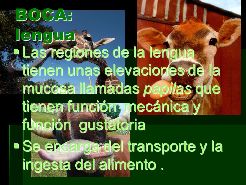 BOCA: lengua Las regiones de la lengua tienen unas elevaciones de la mucosa llamadas papilas que tienen función mecánica y función gustatoria.
