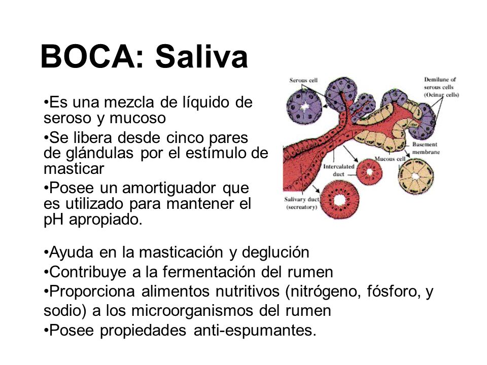 BOCA: Saliva Es una mezcla de líquido de seroso y mucoso