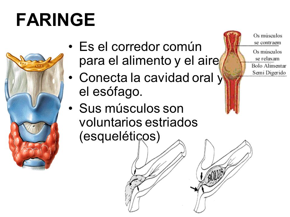 FARINGE Es el corredor común para el alimento y el aire
