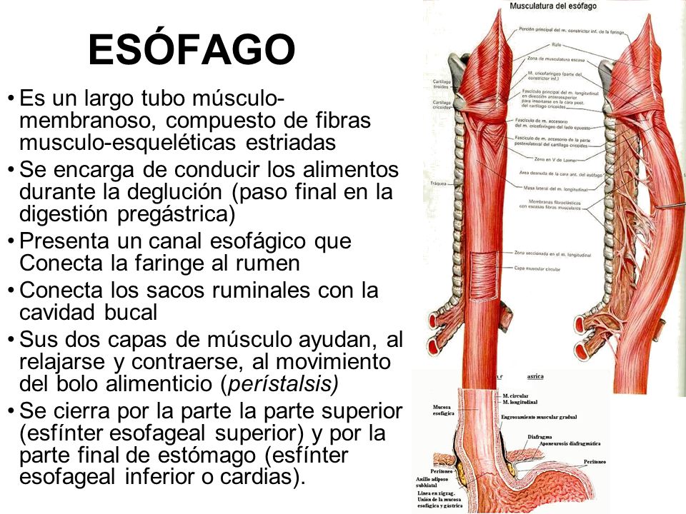 ESÓFAGO Es un largo tubo músculo-membranoso, compuesto de fibras musculo-esqueléticas estriadas.