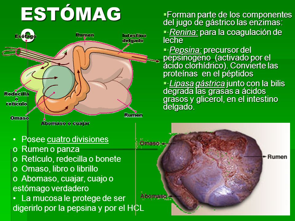 Forman parte de los componentes del jugo de gástrico las enzimas: