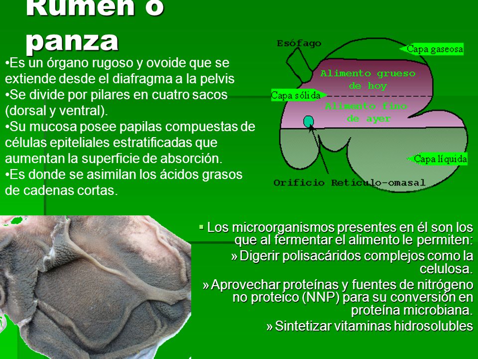Rumen o panza Es un órgano rugoso y ovoide que se extiende desde el diafragma a la pelvis. Se divide por pilares en cuatro sacos (dorsal y ventral).