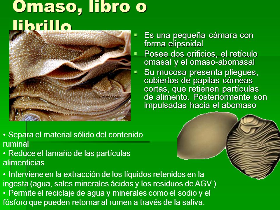 Omaso, libro o librillo Es una pequeña cámara con forma elipsoidal