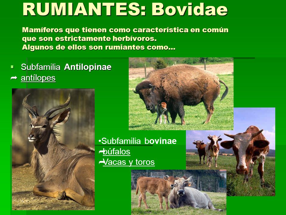 RUMIANTES: Bovidae Mamíferos que tienen como característica en común que son estrictamente herbívoros. Algunos de ellos son rumiantes como…