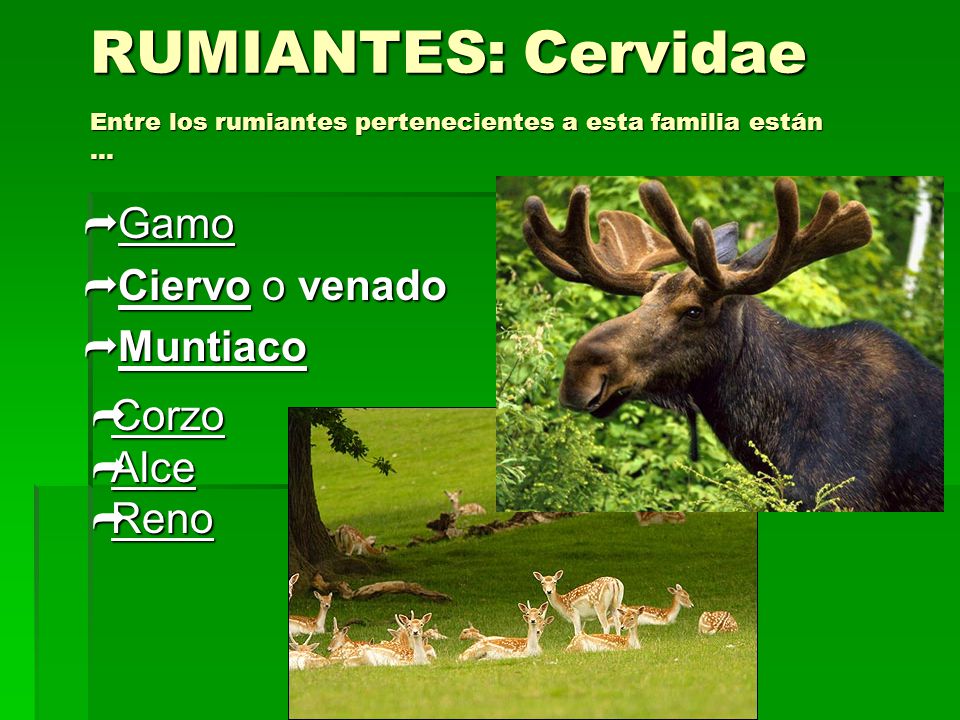 RUMIANTES: Cervidae Entre los rumiantes pertenecientes a esta familia están …