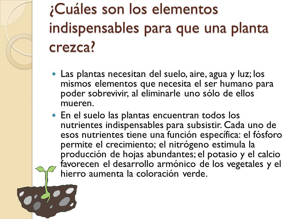¿Cuáles son los elementos indispensables para que una planta crezca
