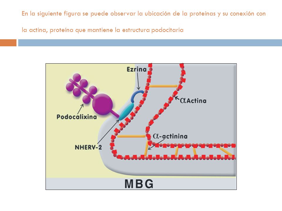 En la siguiente figura se puede observar la ubicación de la proteínas y su conexión con la actina, proteína que mantiene la estructura podocitaria