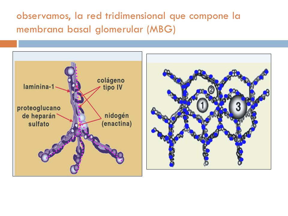 observamos, la red tridimensional que compone la membrana basal glomerular (MBG)