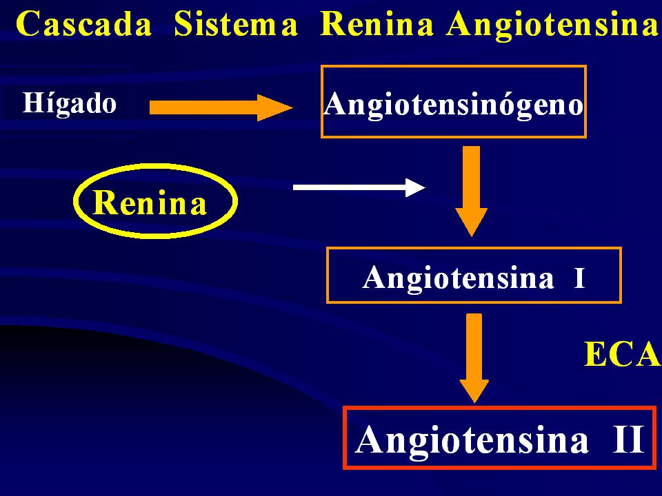 Principal sistema regulador, Renina enzima proteolitica,, por si sola no efecto,, es sobre el angiotensinogeno Renina