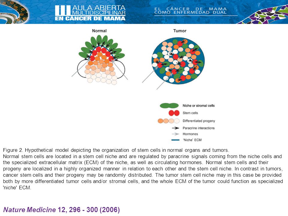 Figure 2. Hypothetical model depicting the organization of stem cells in normal organs and tumors. Normal stem cells are located in a stem cell niche and are regulated by paracrine signals coming from the niche cells and the specialized extracellular matrix (ECM) of the niche, as well as circulating hormones. Normal stem cells and their progeny are localized in a highly organized manner in relation to each other and the stem cell niche. In contrast in tumors, cancer stem cells and their progeny may be randomly distributed. The tumor stem cell niche may in this case be provided both by more differentiated tumor cells and/or stromal cells, and the whole ECM of the tumor could function as specialized niche ECM.