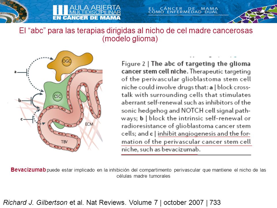 El abc para las terapias dirigidas al nicho de cel madre cancerosas