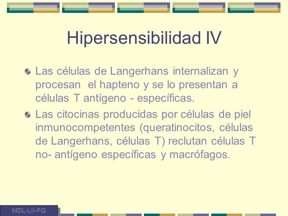 Hipersensibilidad IV Las células de Langerhans internalizan y procesan el hapteno y se lo presentan a células T antígeno - específicas.