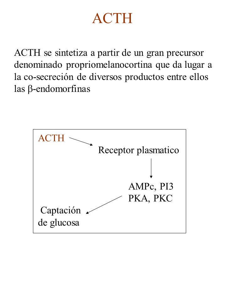 ACTH ACTH se sintetiza a partir de un gran precursor
