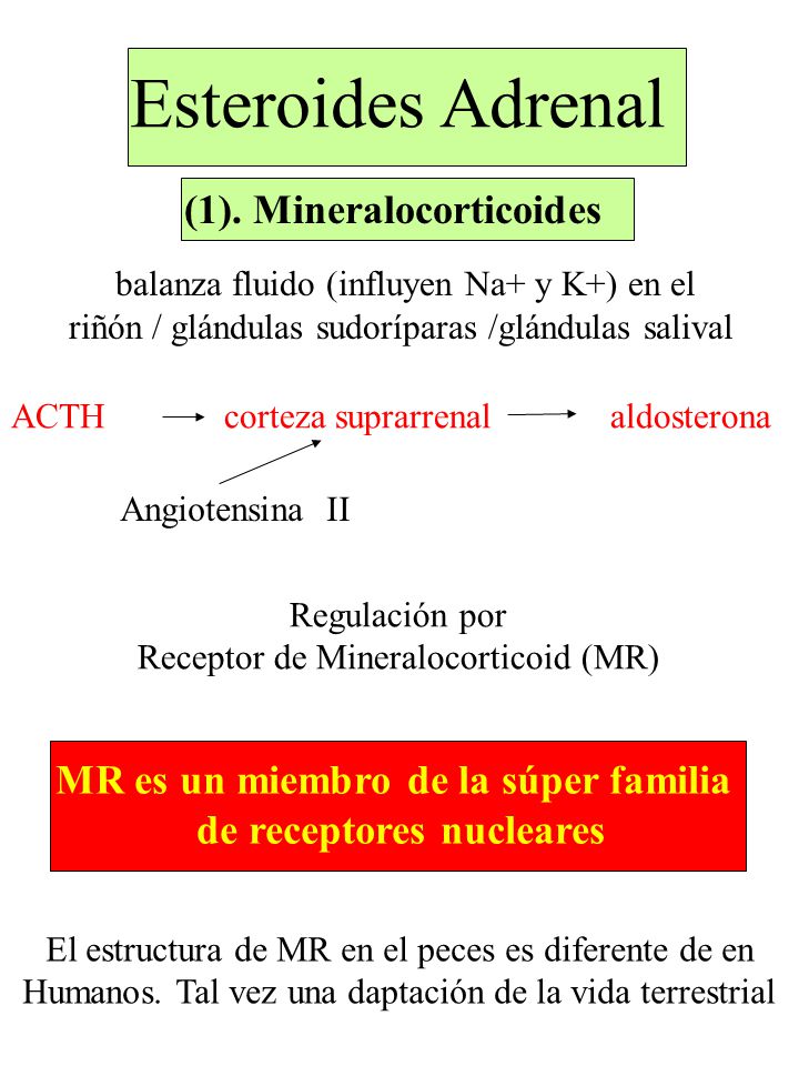 MR es un miembro de la súper familia de receptores nucleares