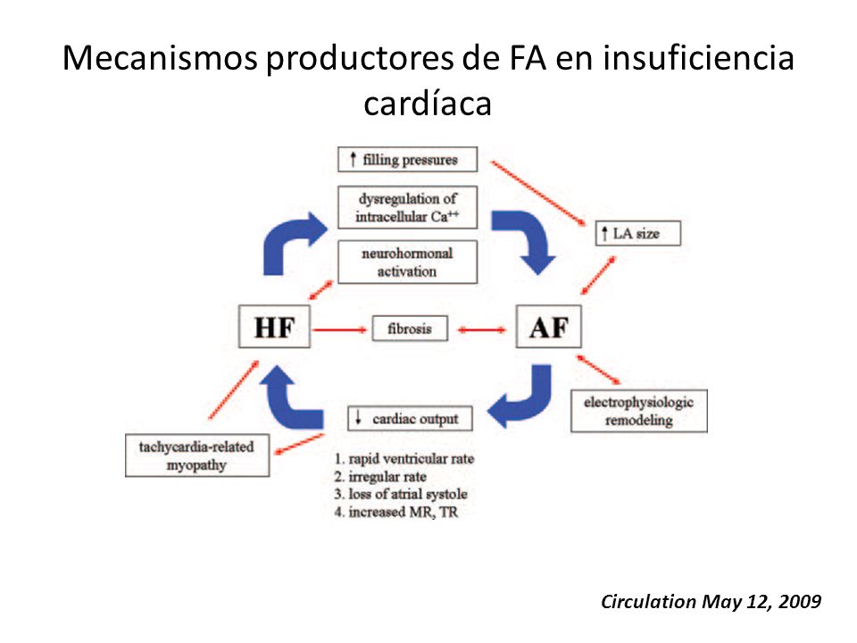Mecanismos productores de FA en insuficiencia cardíaca