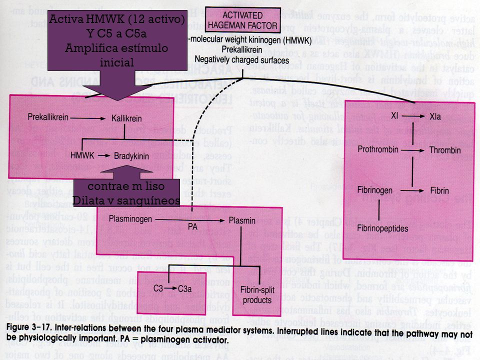 Activa HMWK (12 activo) Y C5 a C5a Amplifica estímulo inicial contrae m liso Dilata v sanguíneos