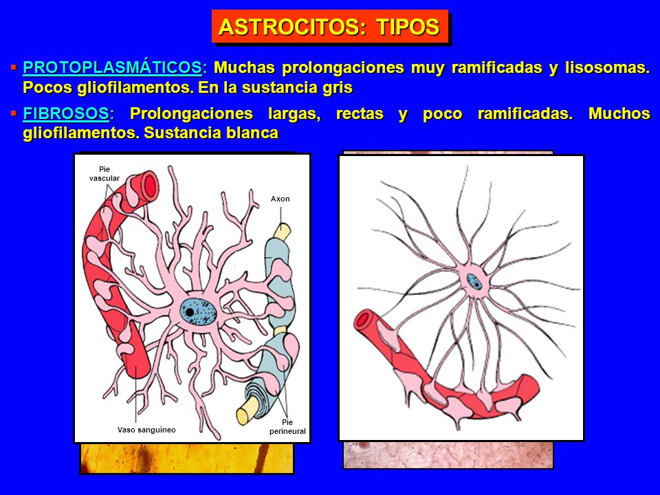 ASTROCITOS: TIPOS PROTOPLASMÁTICOS: Muchas prolongaciones muy ramificadas y lisosomas. Pocos gliofilamentos. En la sustancia gris.