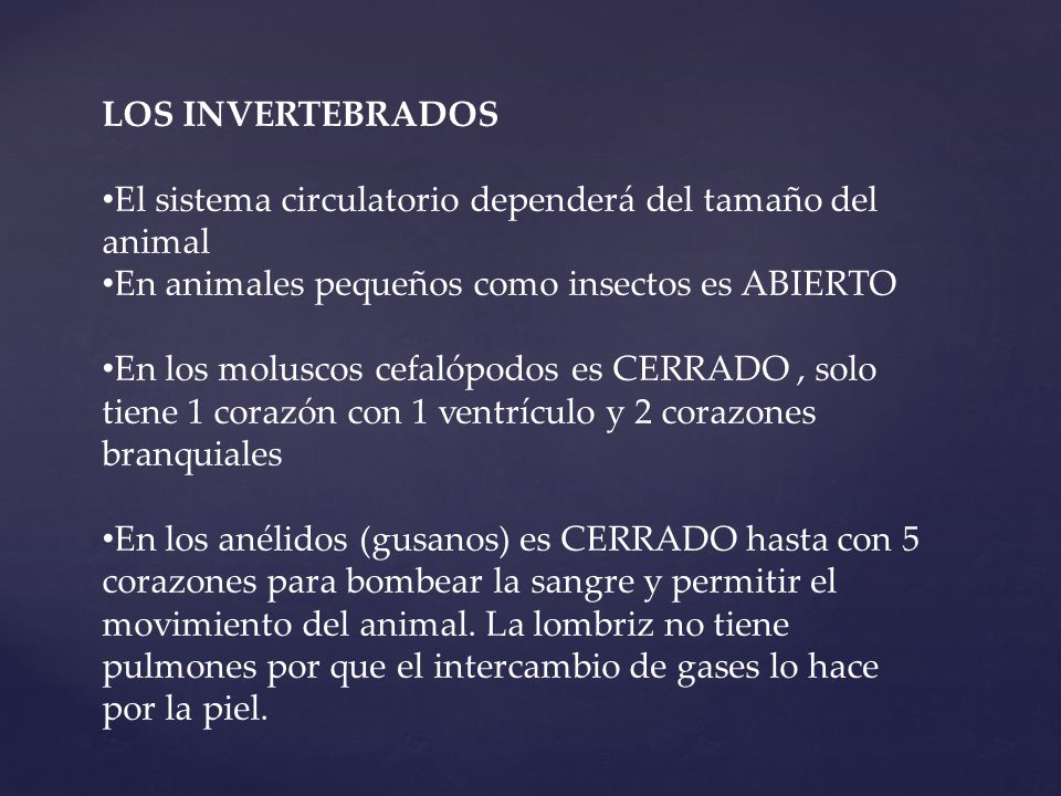 LOS INVERTEBRADOS El sistema circulatorio dependerá del tamaño del animal. En animales pequeños como insectos es ABIERTO.