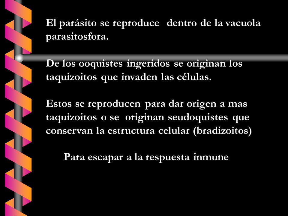 El parásito se reproduce dentro de la vacuola parasitosfora.
