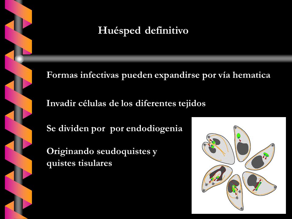 Huésped definitivo Formas infectivas pueden expandirse por vía hematica. Invadir células de los diferentes tejidos.