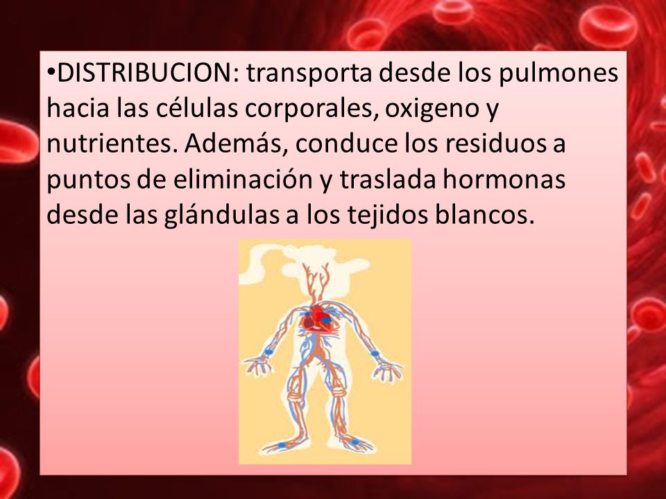 DISTRIBUCION: transporta desde los pulmones hacia las células corporales, oxigeno y nutrientes.